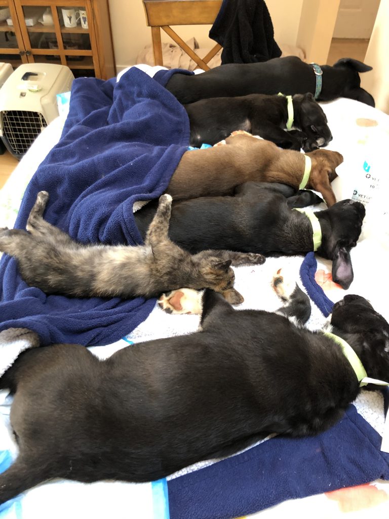 Puppies waking up after surgery